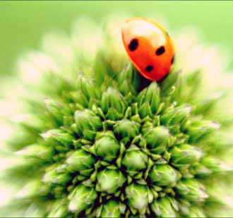 Hilkkart - Ladybug