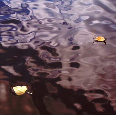 Mapple Ripple